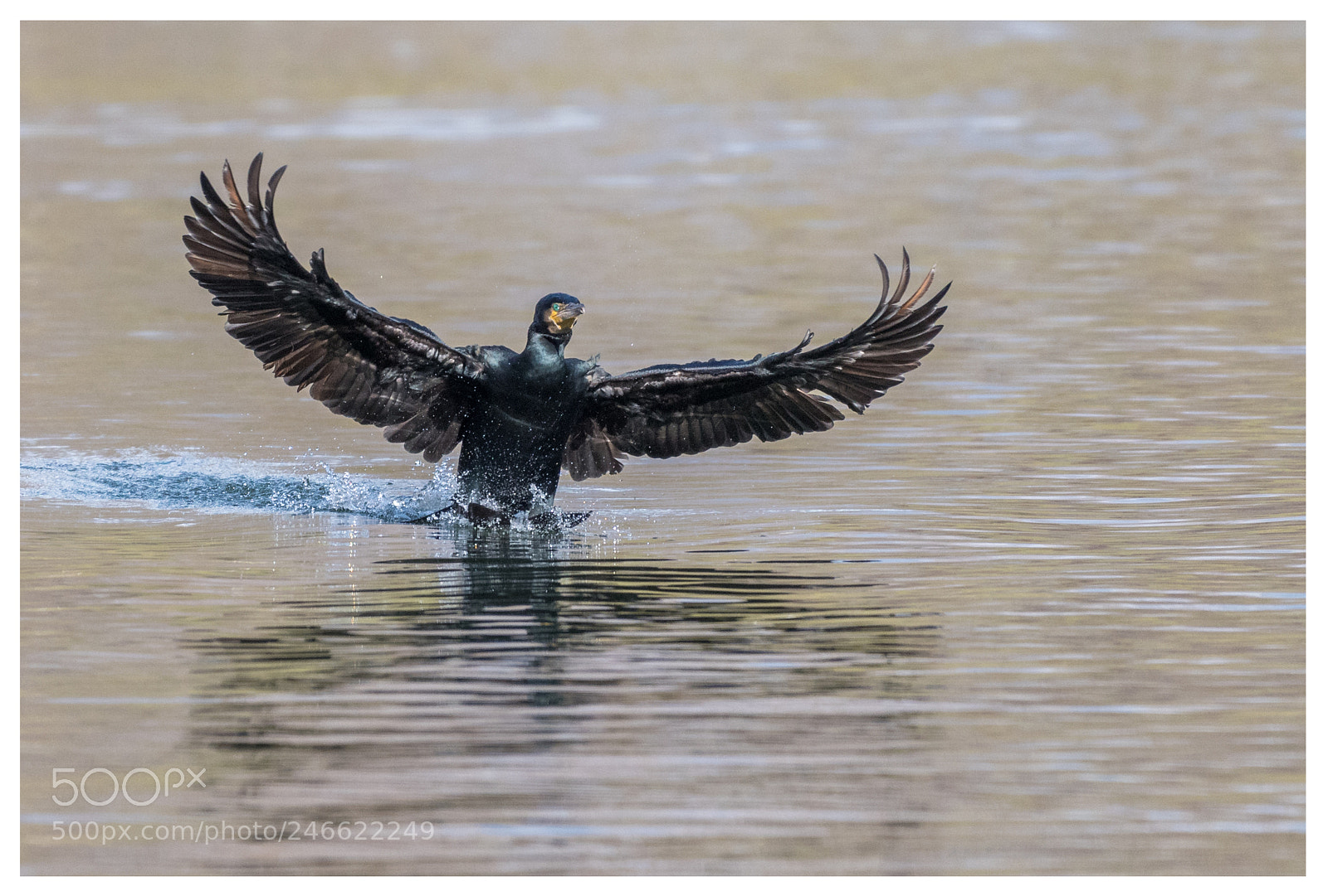 Nikon D500 sample photo. Cormorant touchdown 3-3 photography