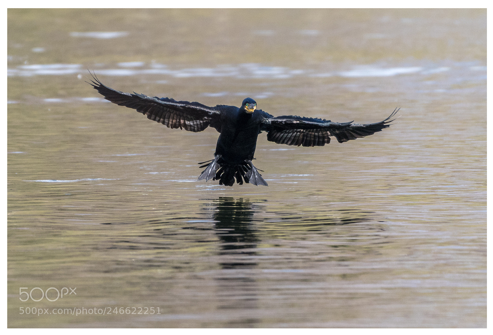 Nikon D500 sample photo. Cormorant touchdown 1-3 photography