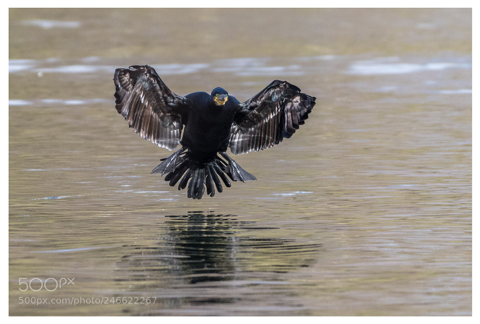 Nikon D500 sample photo. Cormorant touchdown 2-3 photography