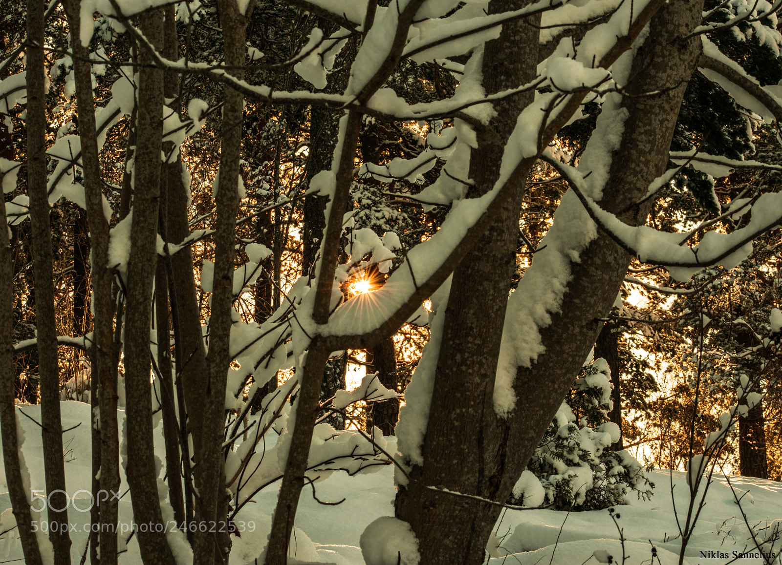Nikon D3400 sample photo. En ljusglimt! photography