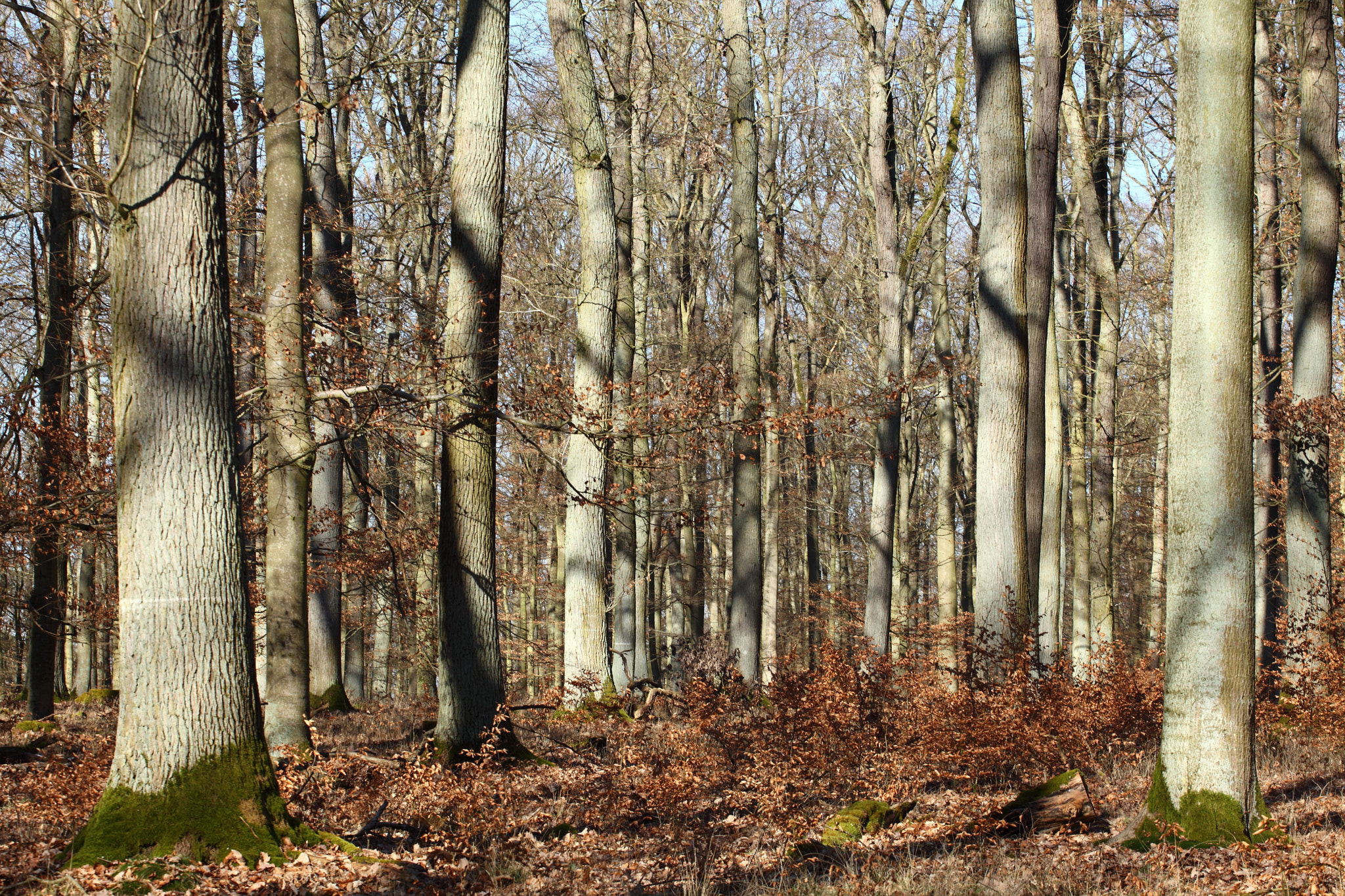 Canon EF 70-200mm F4L USM sample photo. The deciduous forest photography