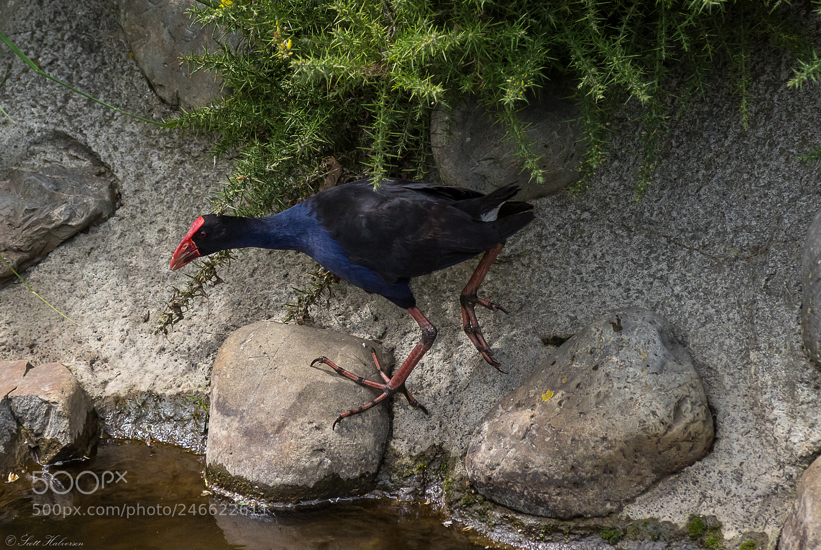 Canon EOS 7D Mark II sample photo. Pukeko photography