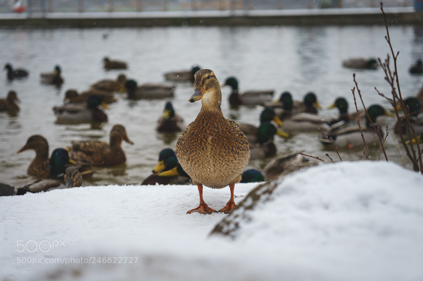 Sony a7 II sample photo. The queen photography