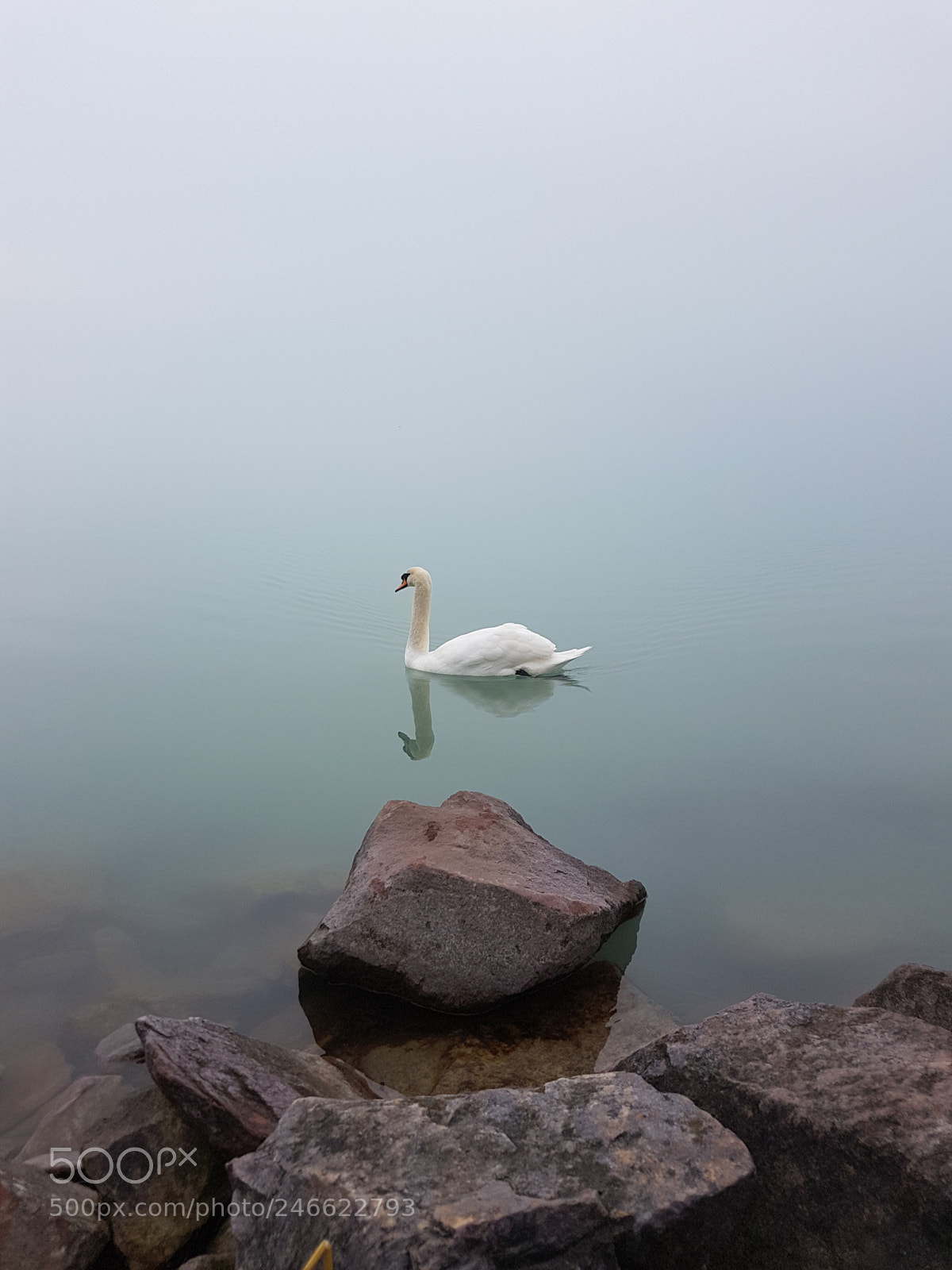 Samsung Galaxy S7 sample photo. Swan photography