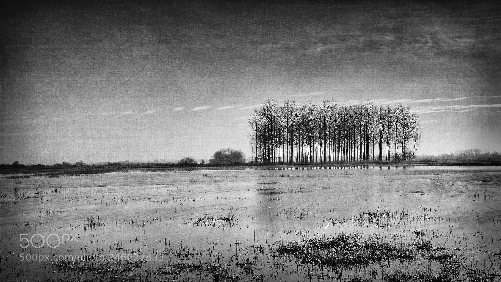 Fujifilm X-T2 sample photo. In the swamps photography