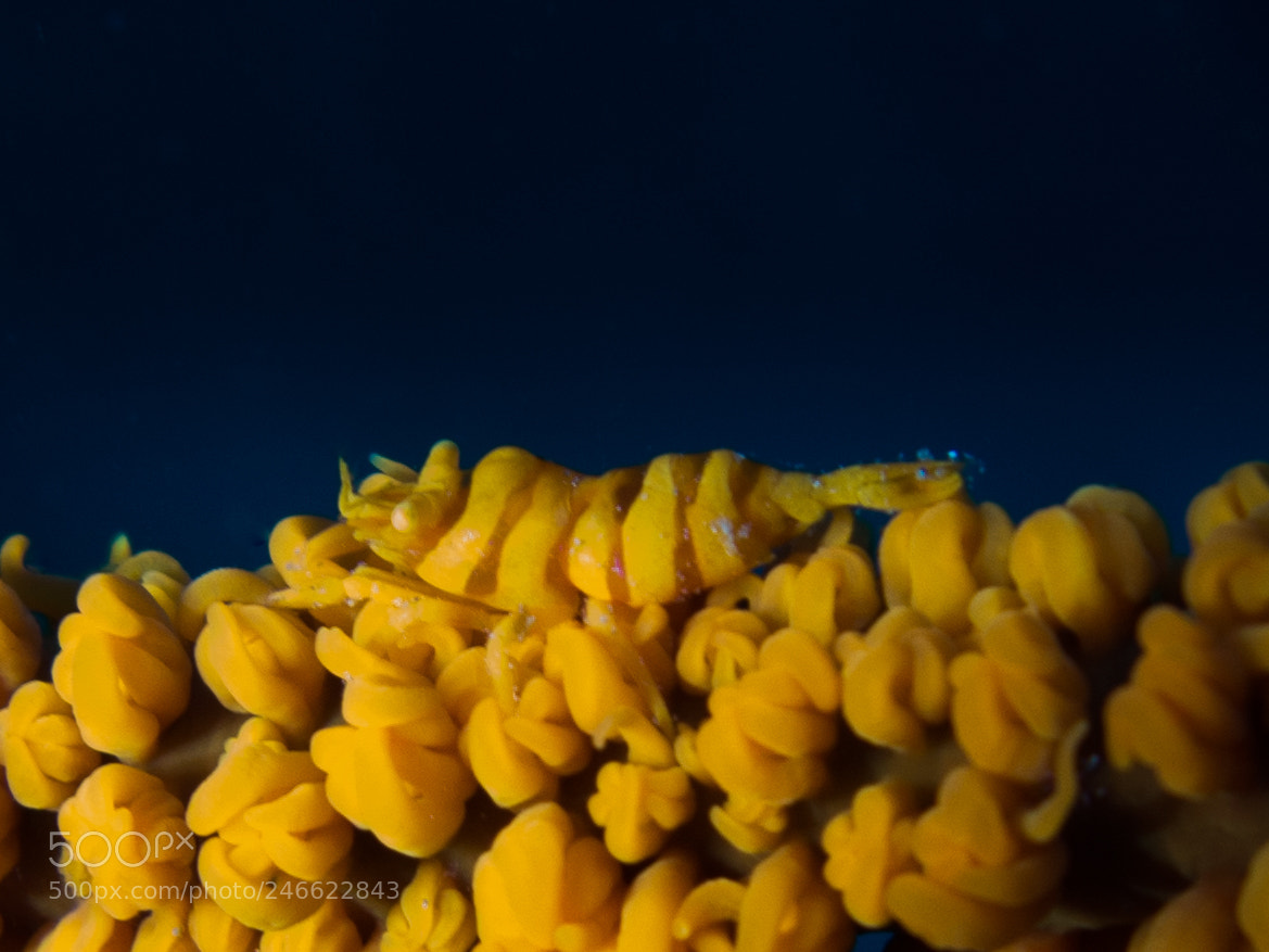 Canon PowerShot G16 sample photo. Whip coral shrimp photography