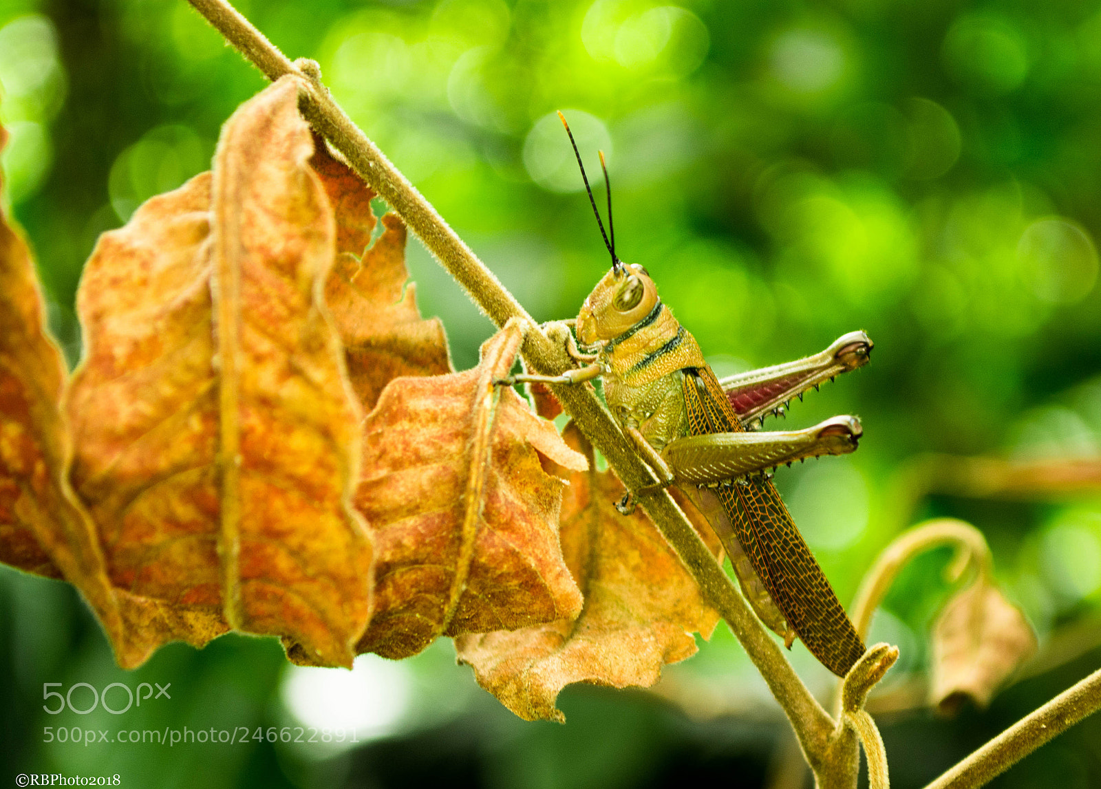 Nikon D5200 sample photo. Cricket photography