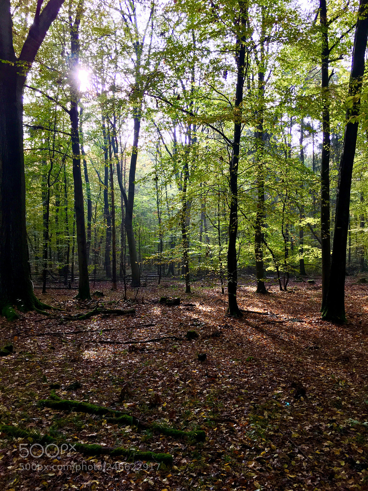 Apple iPhone 6s sample photo. A gorgeous forest near photography