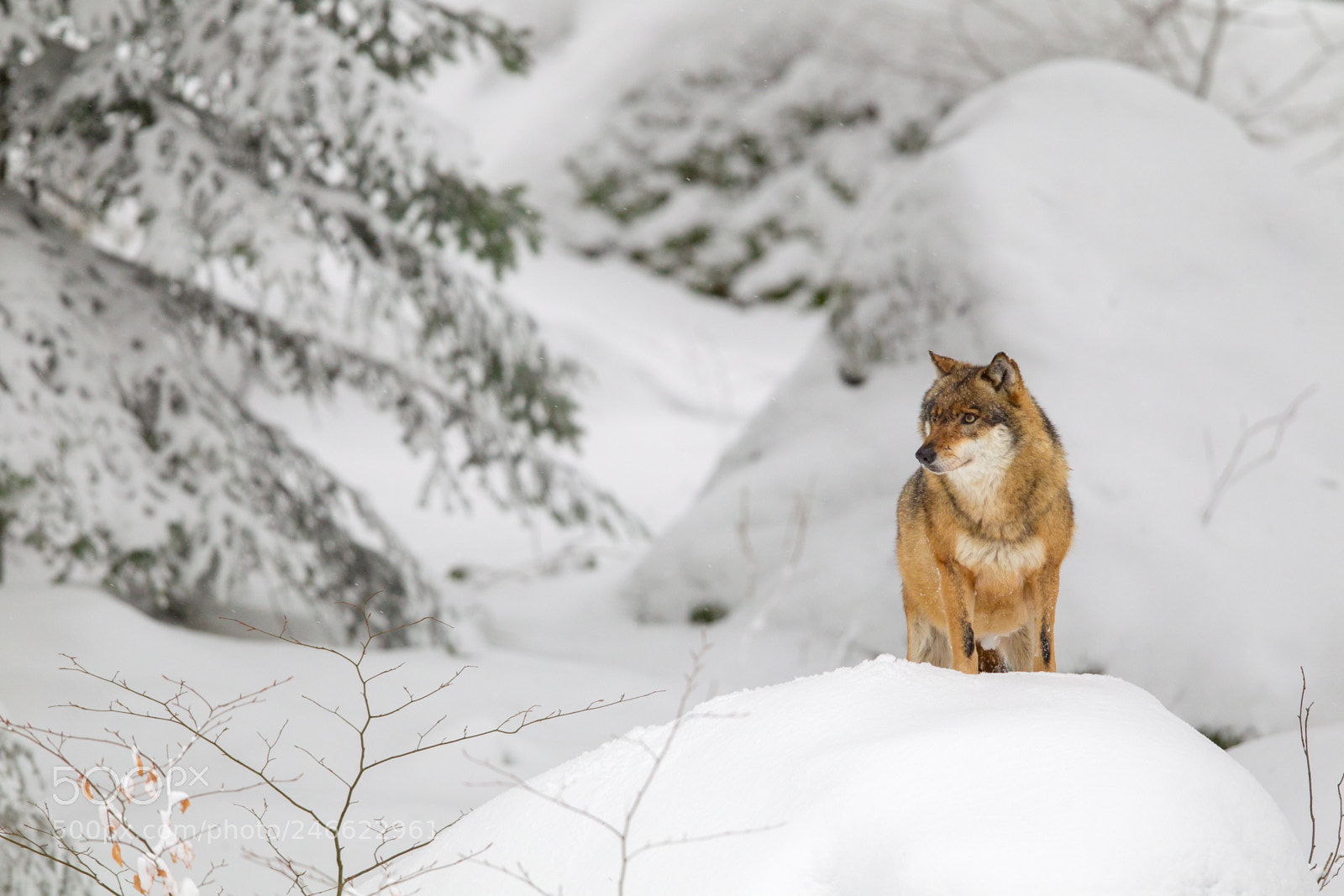 Canon EOS-1D Mark IV sample photo. Wolf (canis lupus) photography