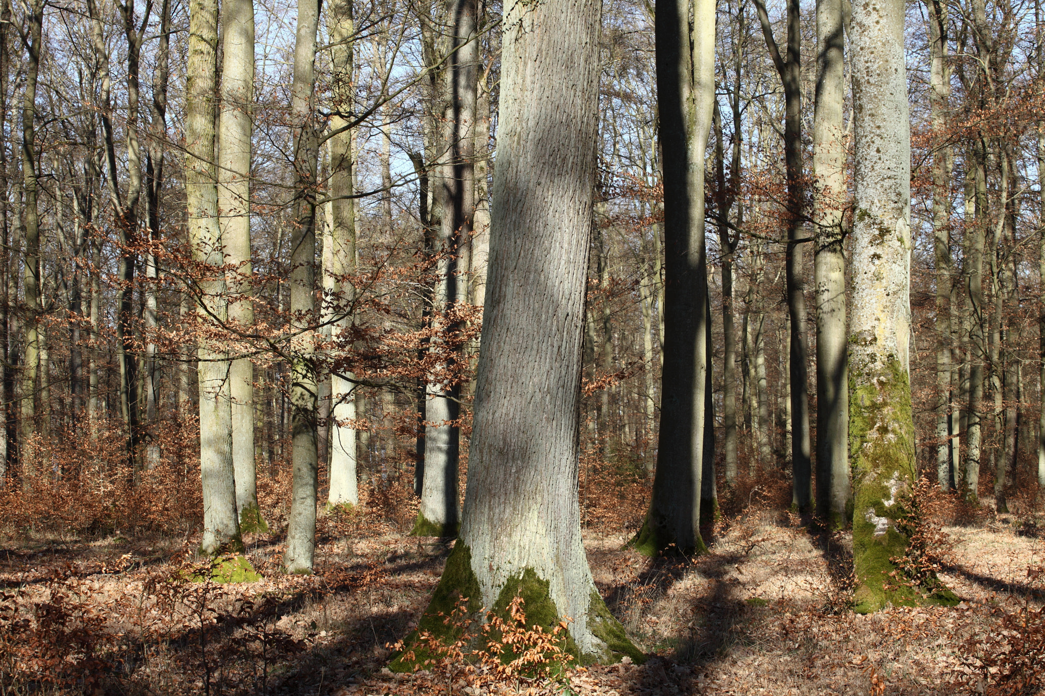 Canon EF 70-200mm F4L USM sample photo. The forest photography