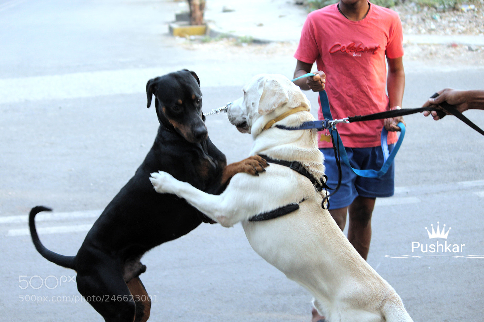 Canon EOS 1200D (EOS Rebel T5 / EOS Kiss X70 / EOS Hi) sample photo. Friendly hug photography