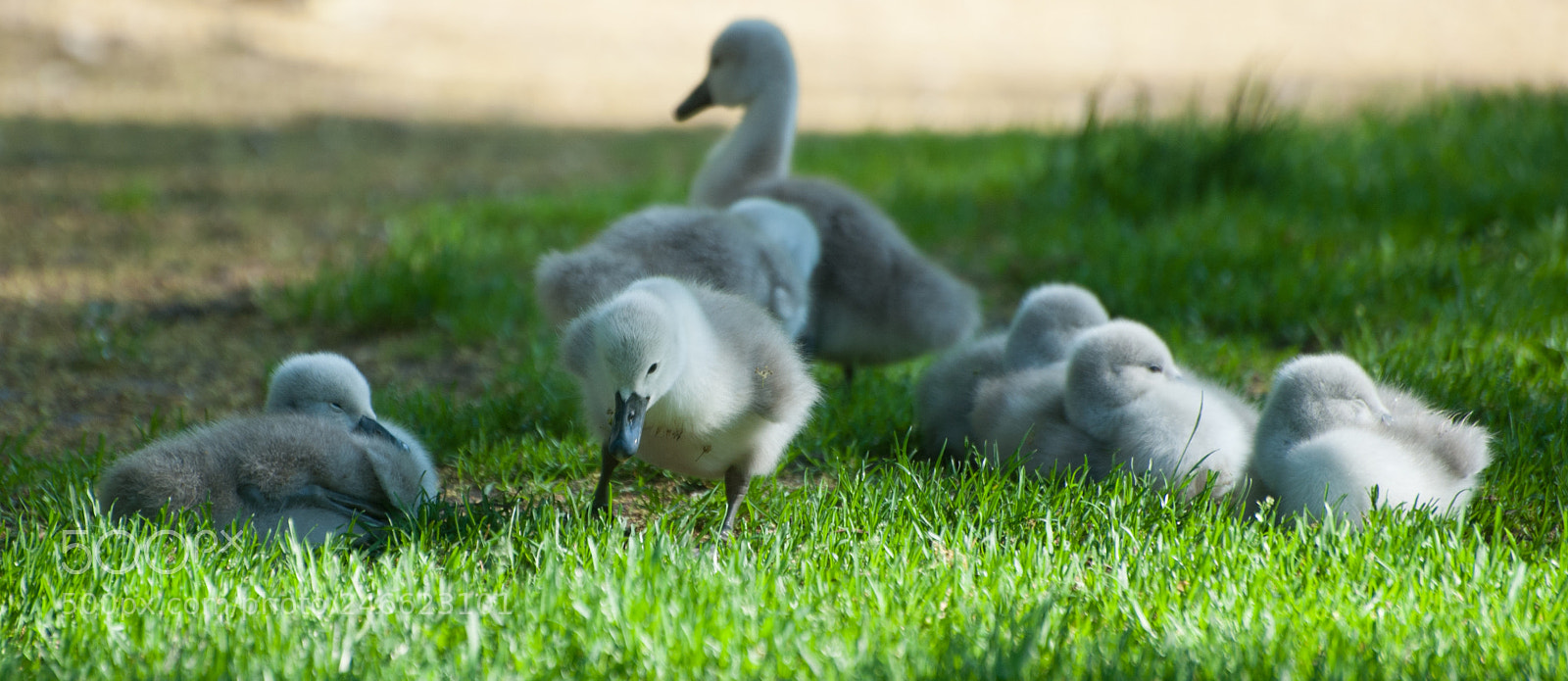 Nikon D700 sample photo. Lost my keys! photography