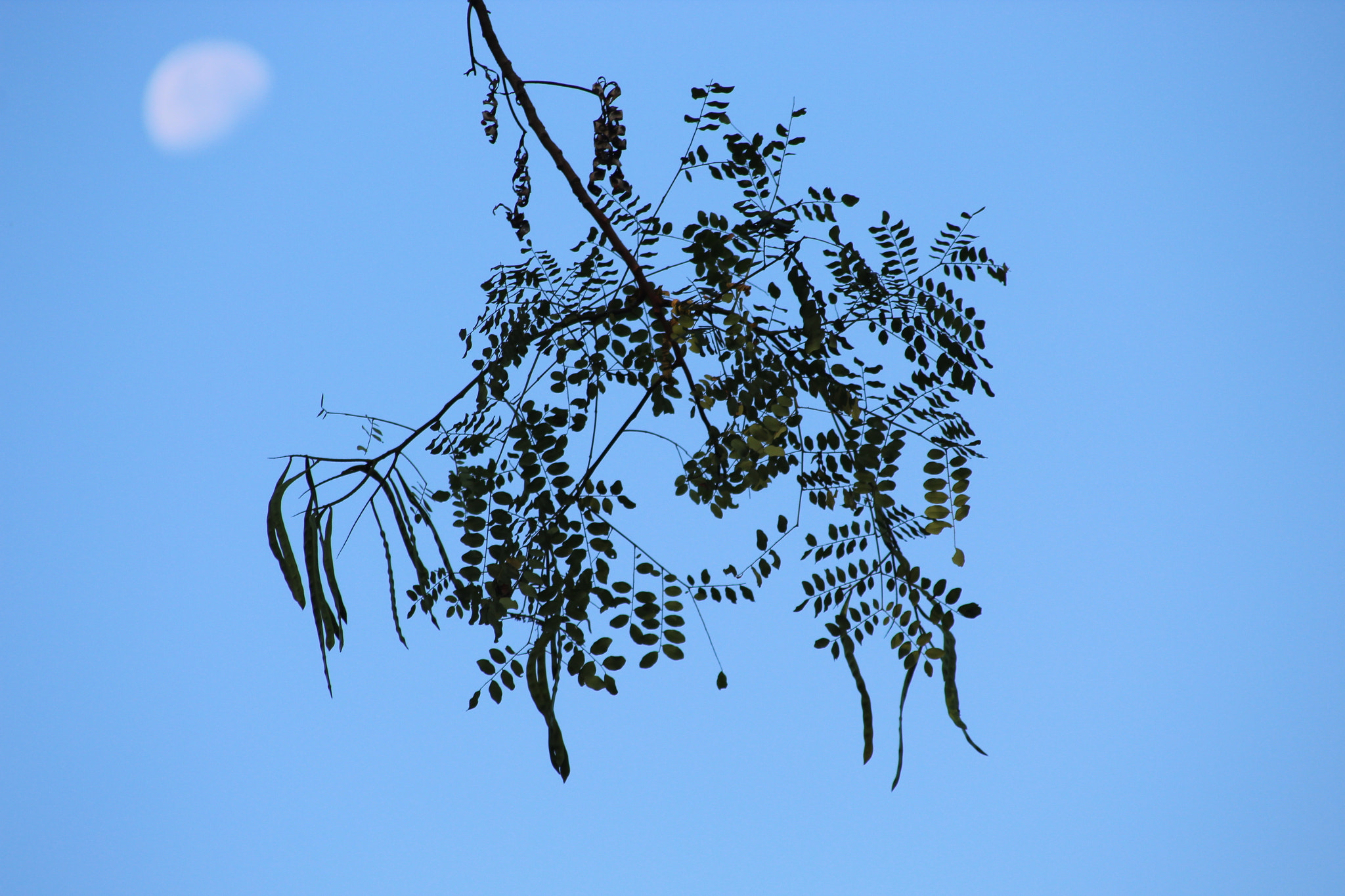 Canon EOS 1300D (EOS Rebel T6 / EOS Kiss X80) sample photo. Dreamcatcher photography