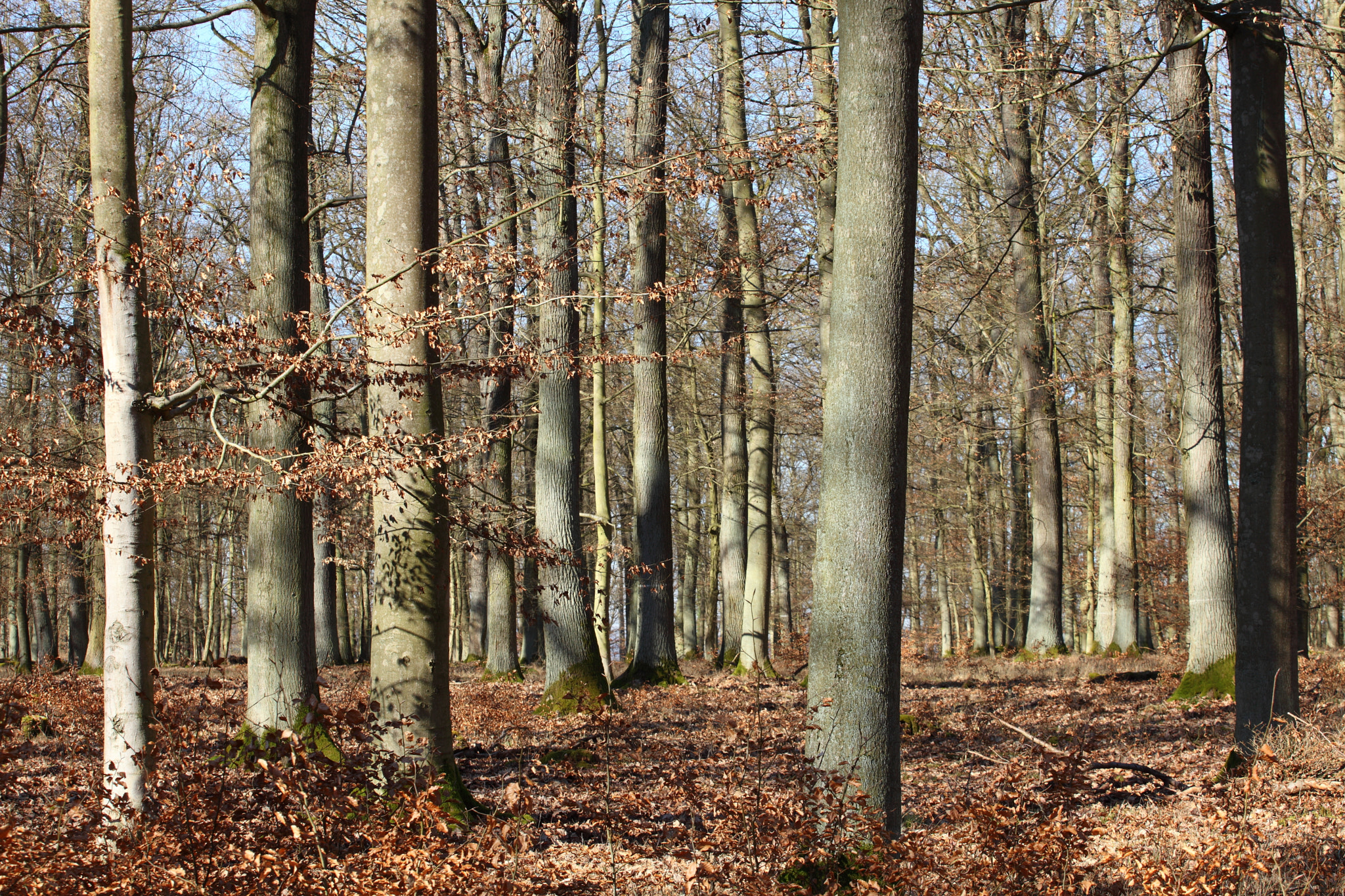 Canon EF 70-200mm F4L USM sample photo. The deciduous trees photography