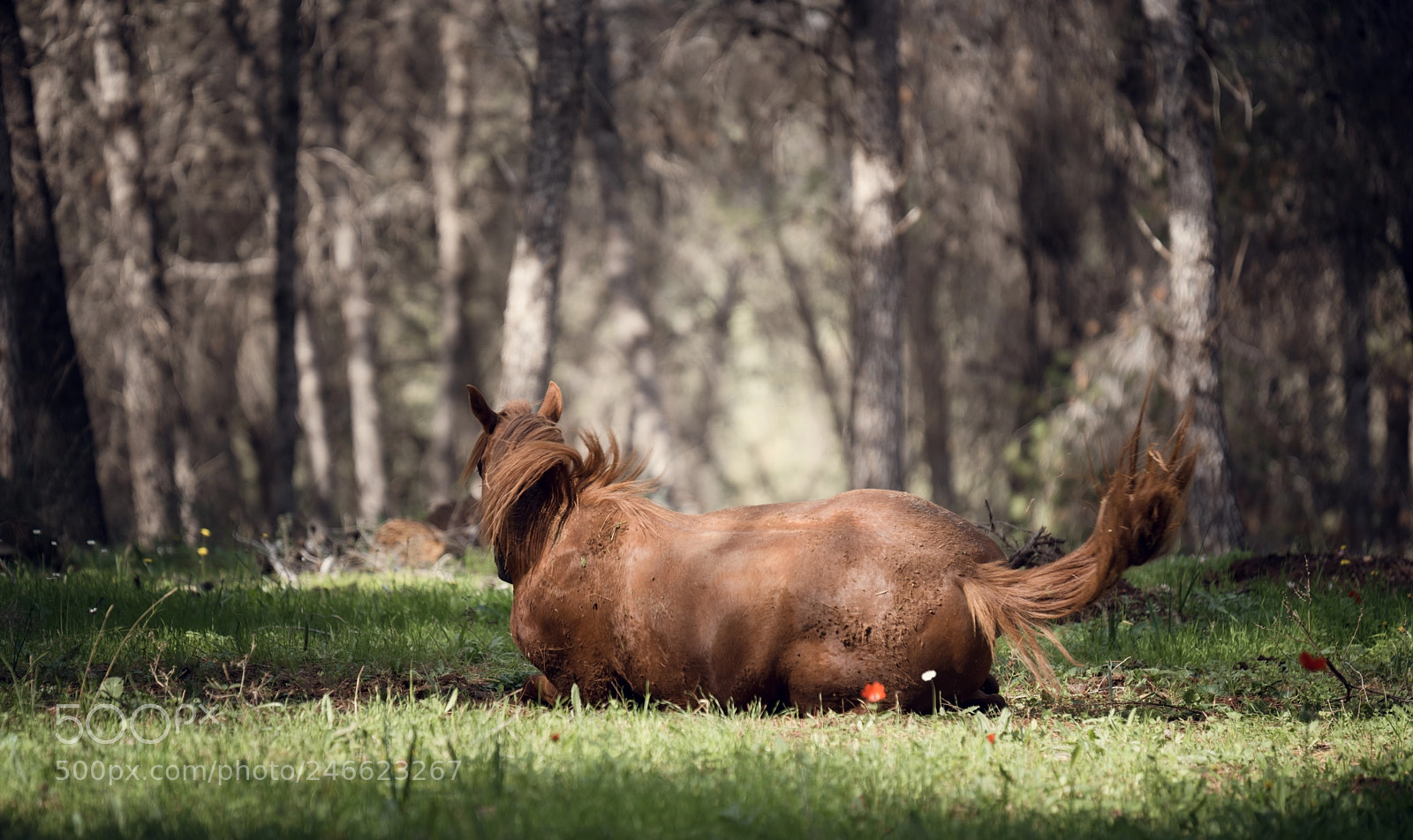 Nikon D810 sample photo. Horse with no name photography