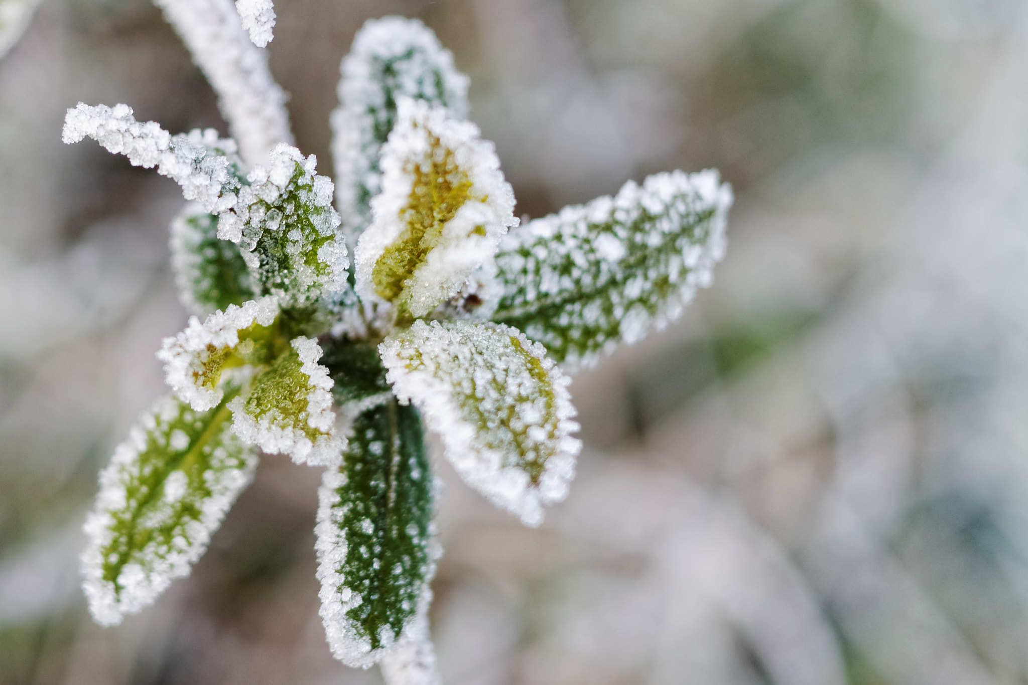 Canon EF-S 24mm F2.8 STM sample photo. Frozen photography