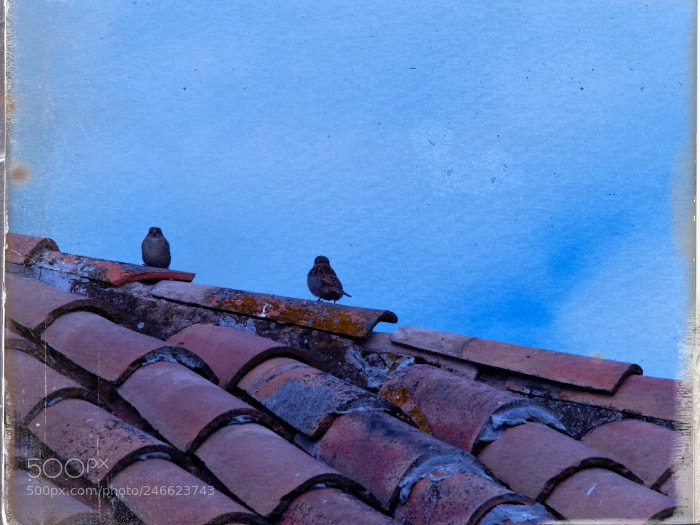 Olympus OM-D E-M1 Mark II sample photo. . photography