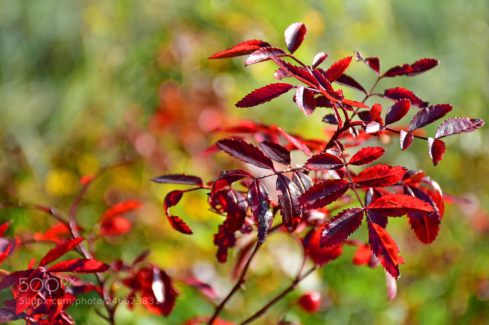 Nikon D7200 sample photo. Leaves in the face photography