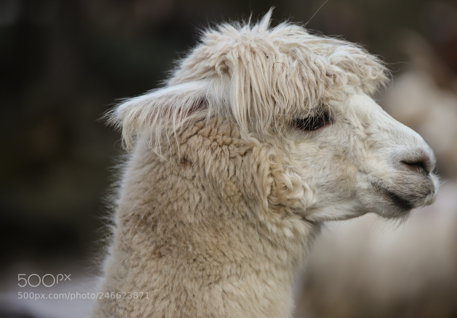 Canon EOS 6D Mark II sample photo. Portrait photography