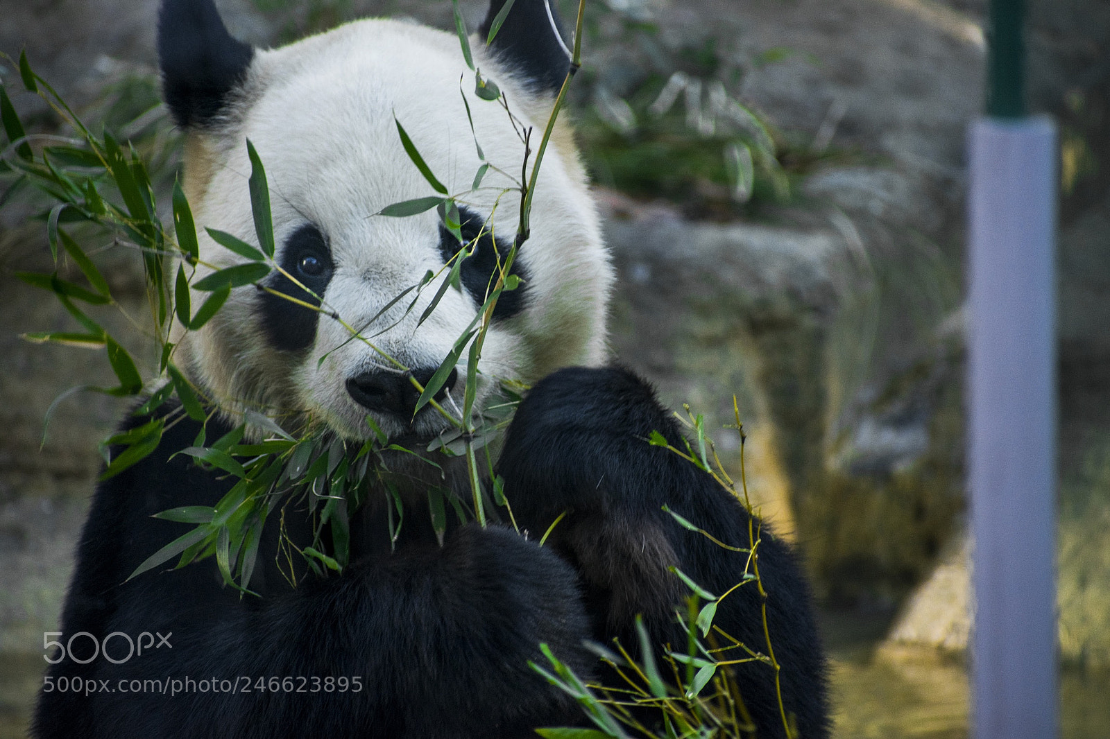 Nikon D3400 sample photo. Crouching tiger, hidden panda photography