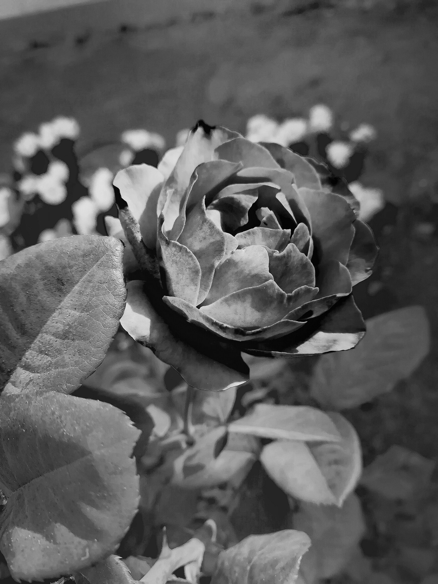 HUAWEI nova 2 Plus sample photo. Mono photography
