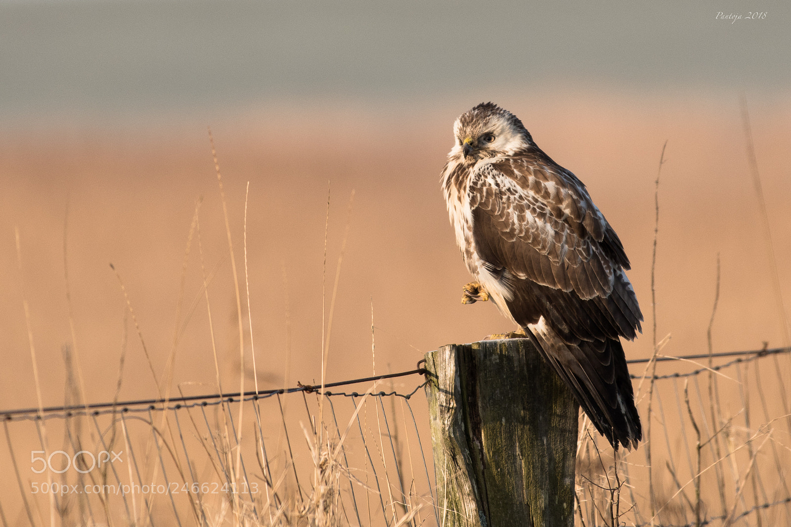 Nikon D500 sample photo. Buzzard photography