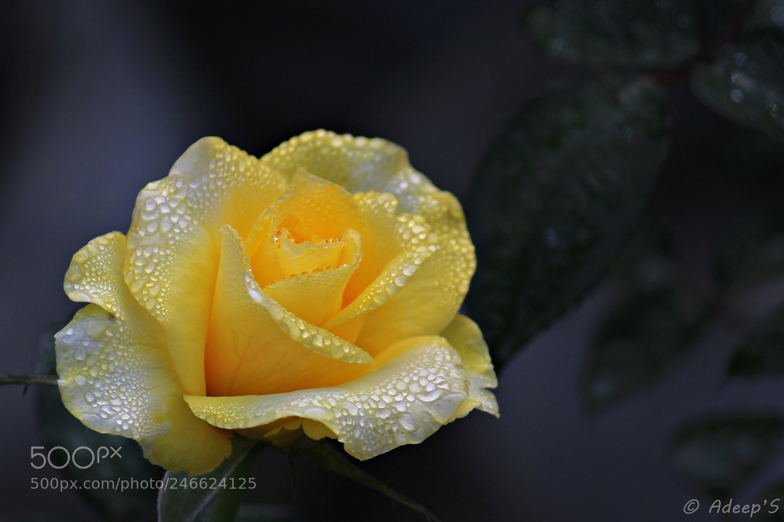 Canon EOS 700D (EOS Rebel T5i / EOS Kiss X7i) sample photo. Embracing each other.. photography