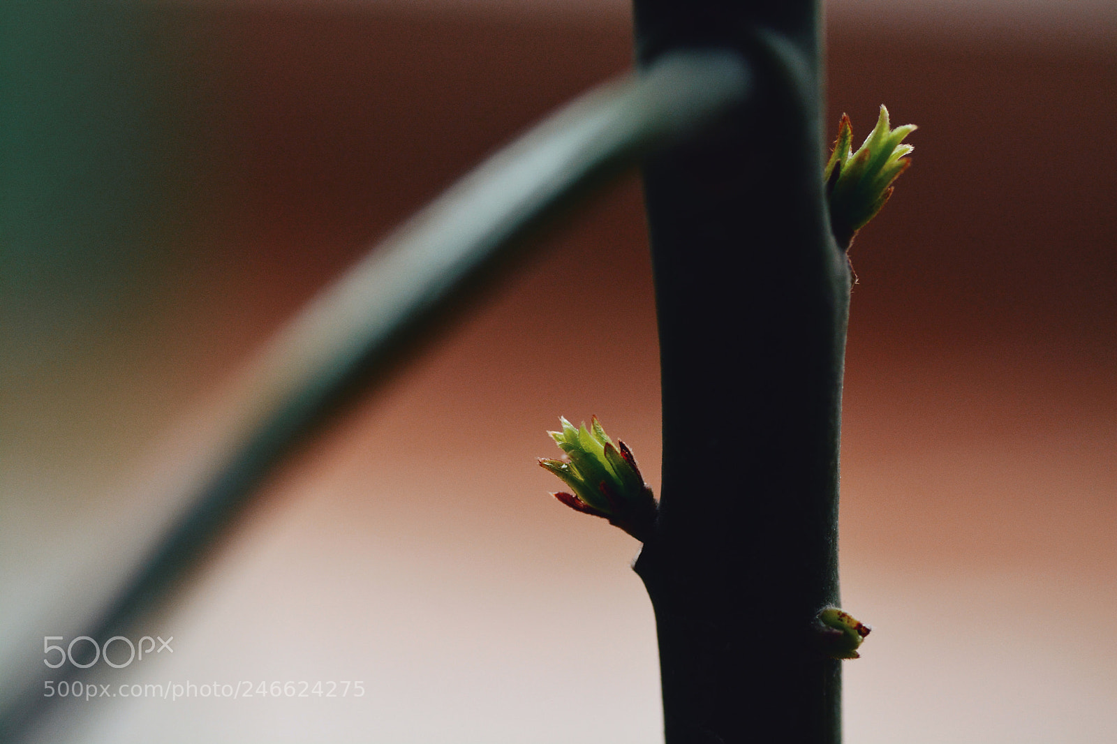 Nikon D7100 sample photo. Untitled photography
