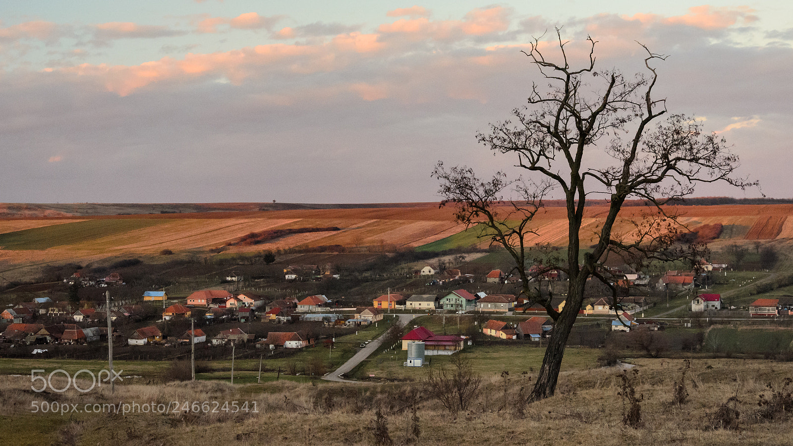 Nikon D5100 sample photo. The tree photography