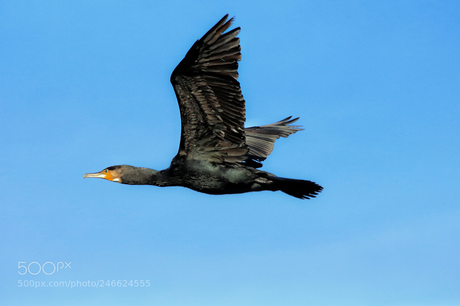 Canon EOS 77D (EOS 9000D / EOS 770D) sample photo. The art of nature photography