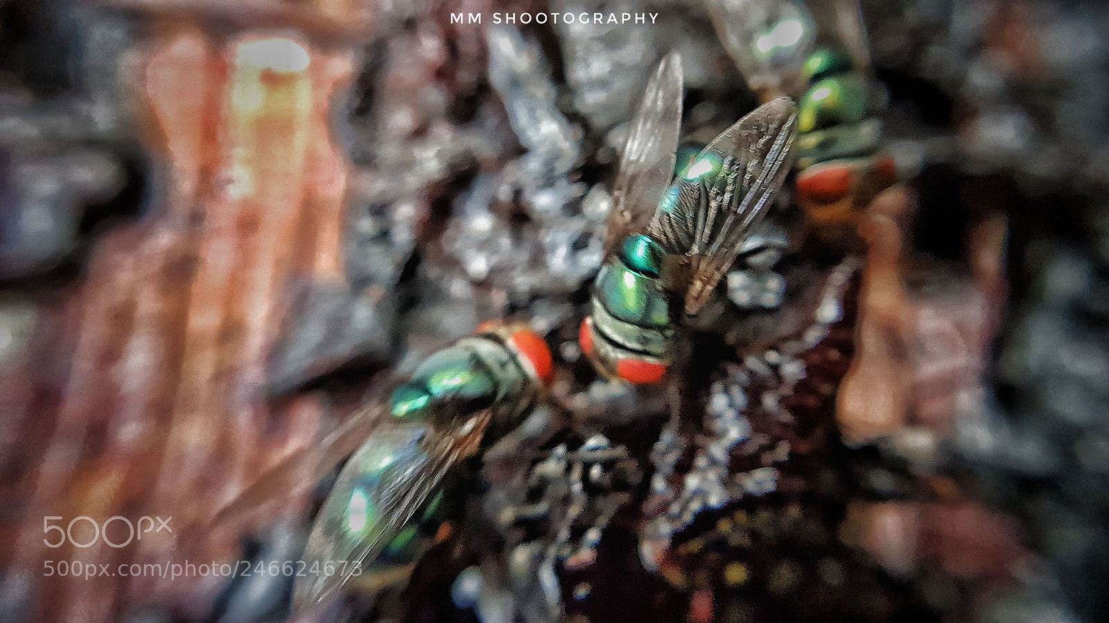 Samsung Galaxy S8+ sample photo. Flies in hunt photography