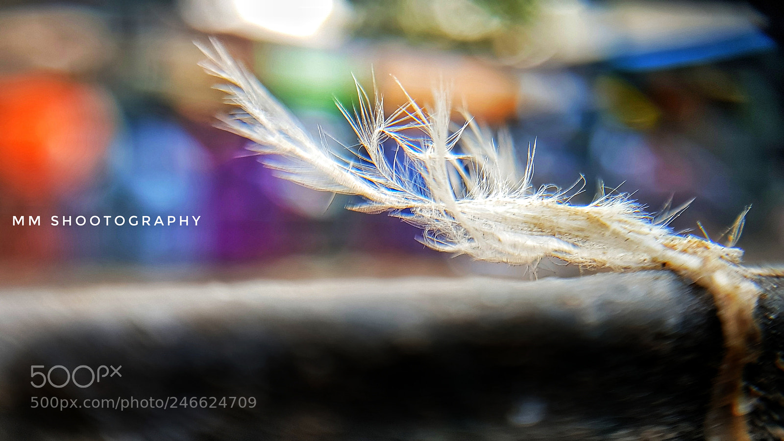 Samsung Galaxy S8+ sample photo. Feather photography