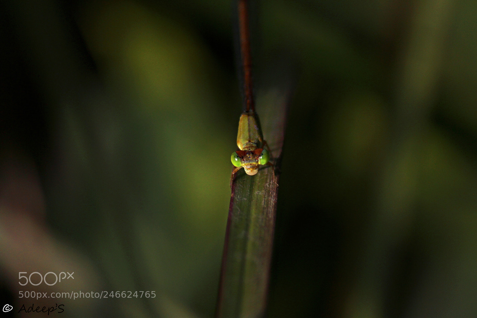 Canon EOS 700D (EOS Rebel T5i / EOS Kiss X7i) sample photo. Tiny.. photography