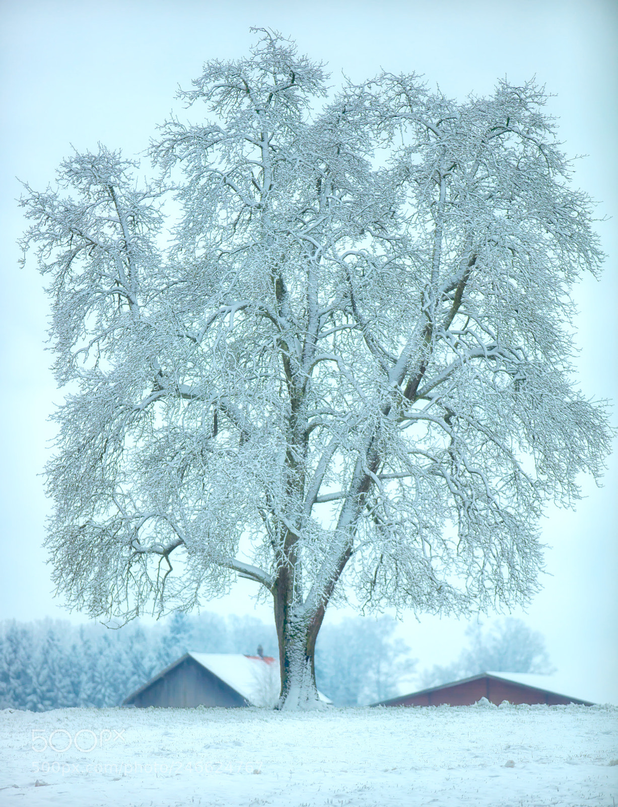 Canon EOS 5DS R sample photo. Svarog photography