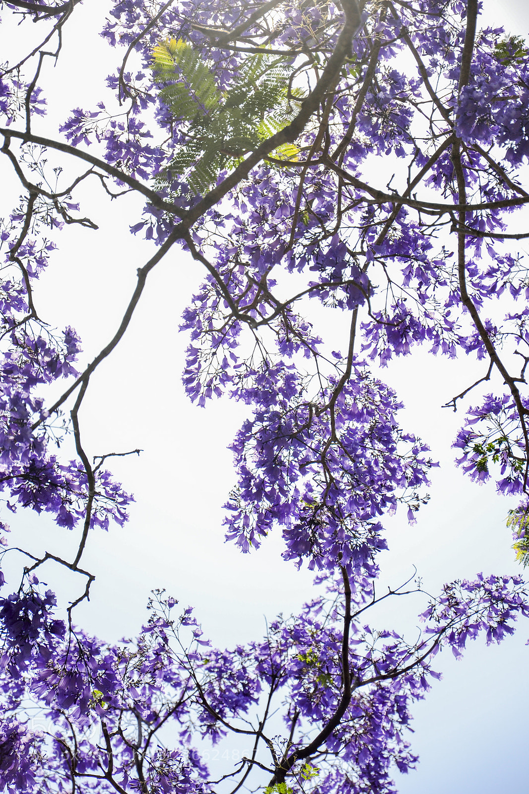 Nikon D3100 sample photo. Purple photography