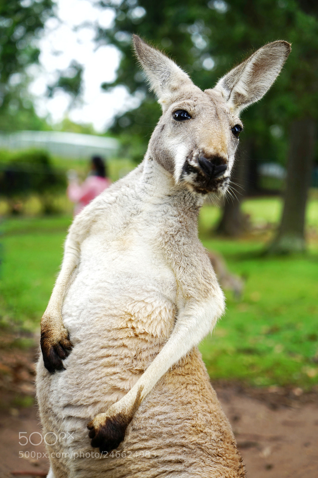 Sony a7 sample photo. Kangaroo photography