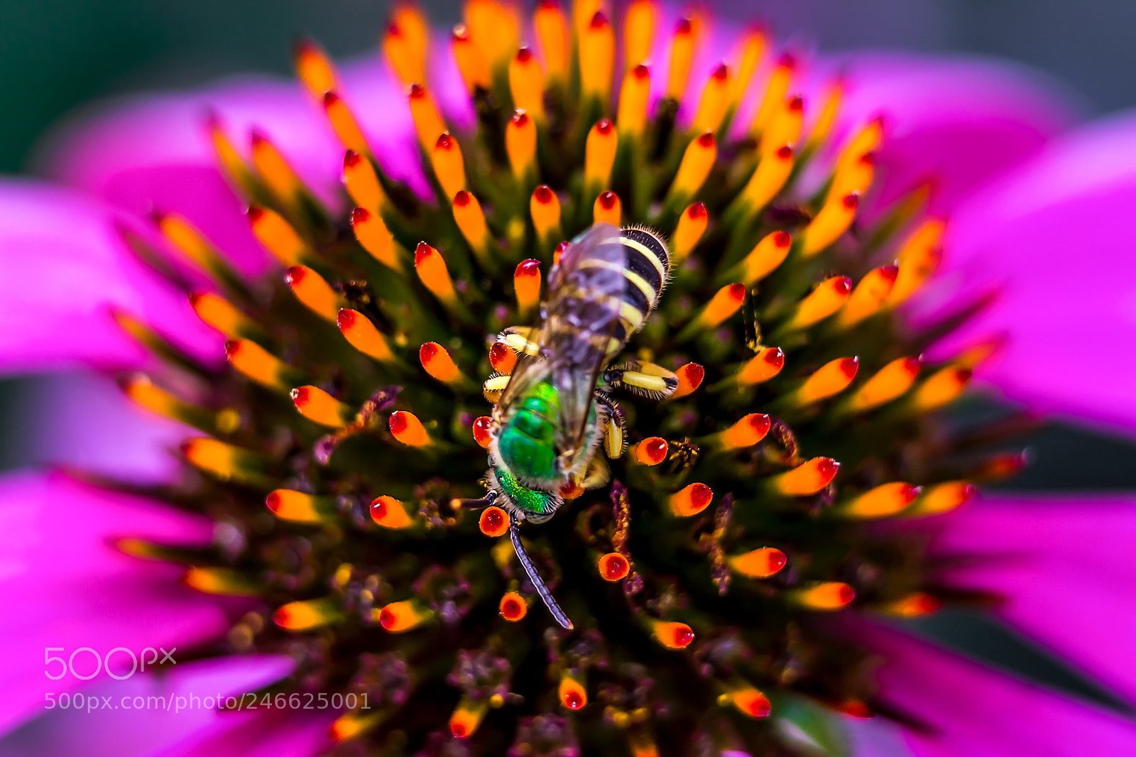 Nikon D7200 sample photo. Accidentally deleted - echinacea photography