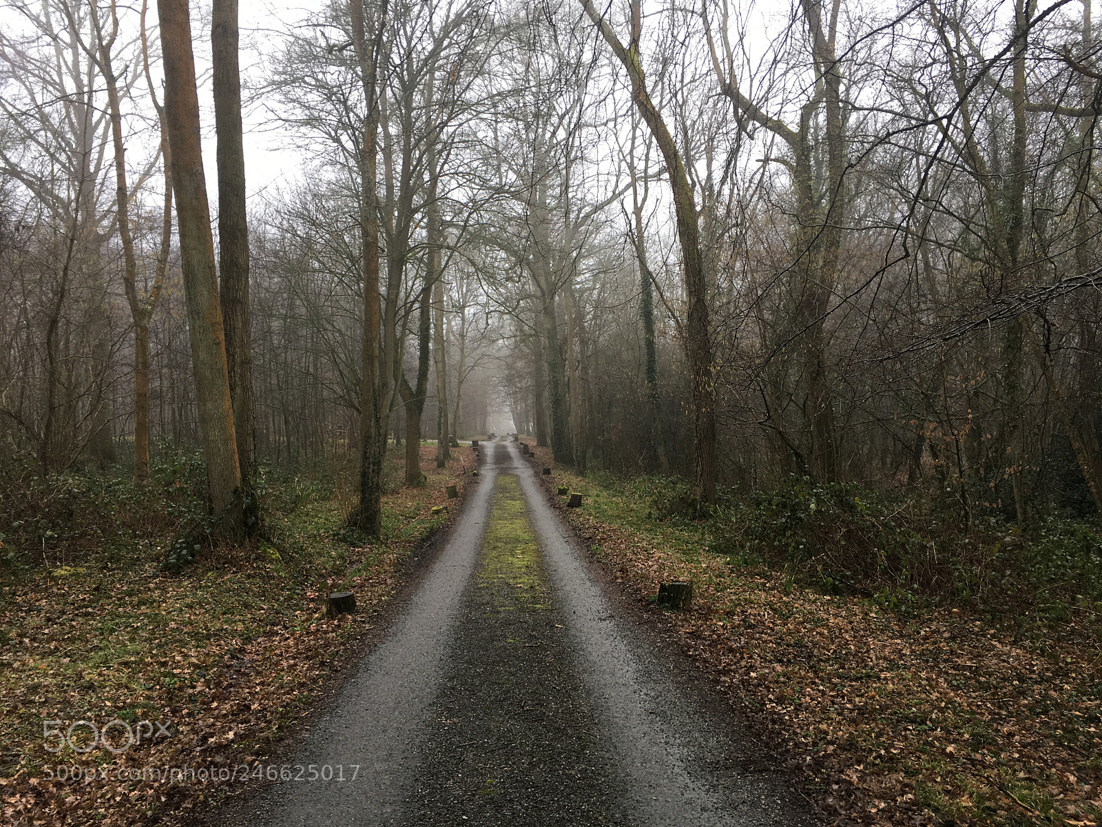 Apple iPhone 6s sample photo. Foggy morning in the photography
