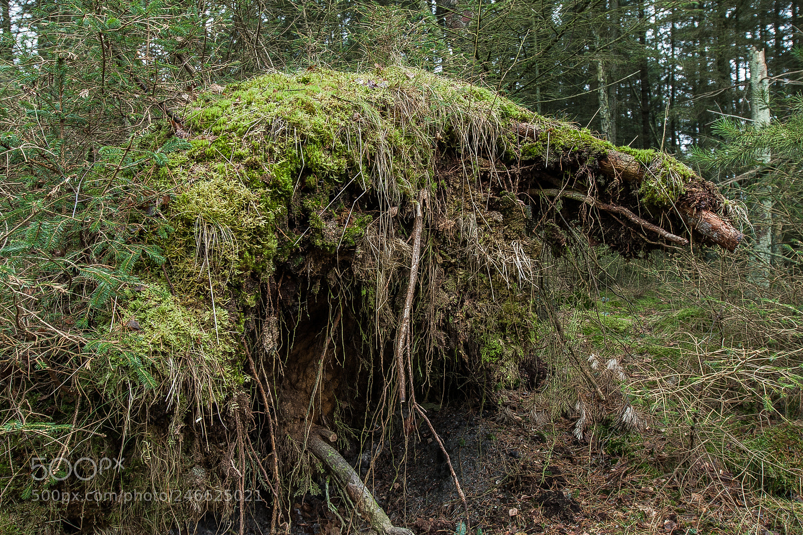 Canon EOS 40D sample photo. Fallen tree gives new photography