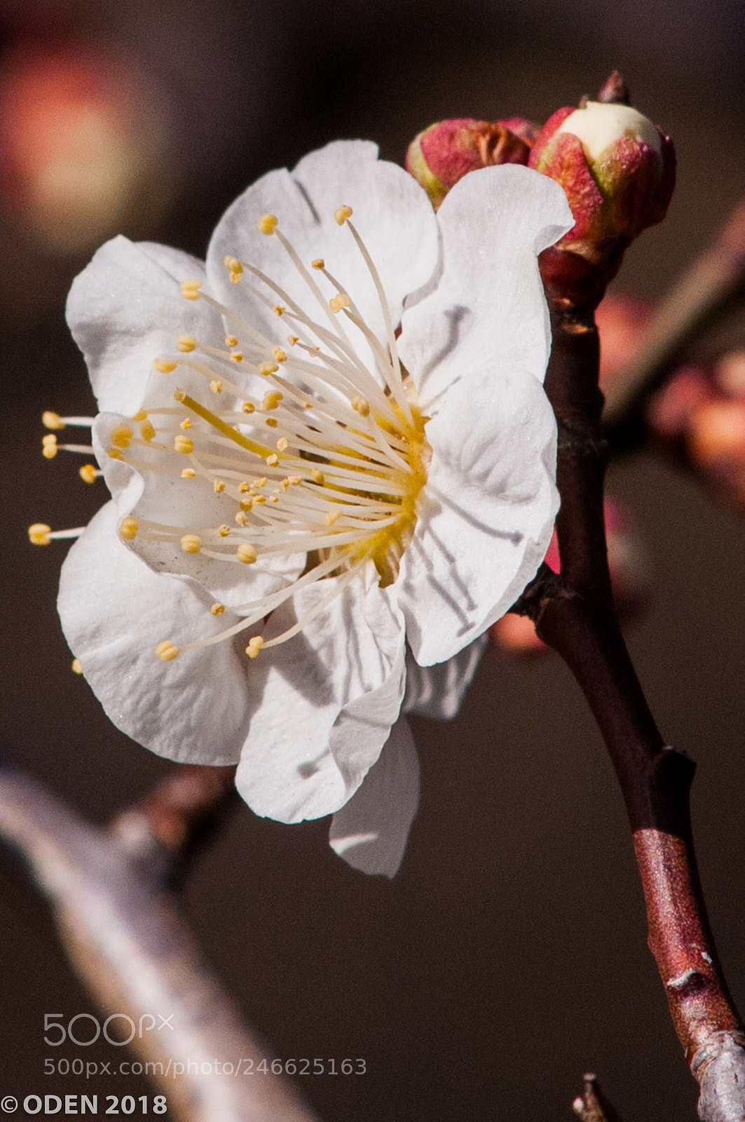 Nikon D300 sample photo. Plum blossom photography