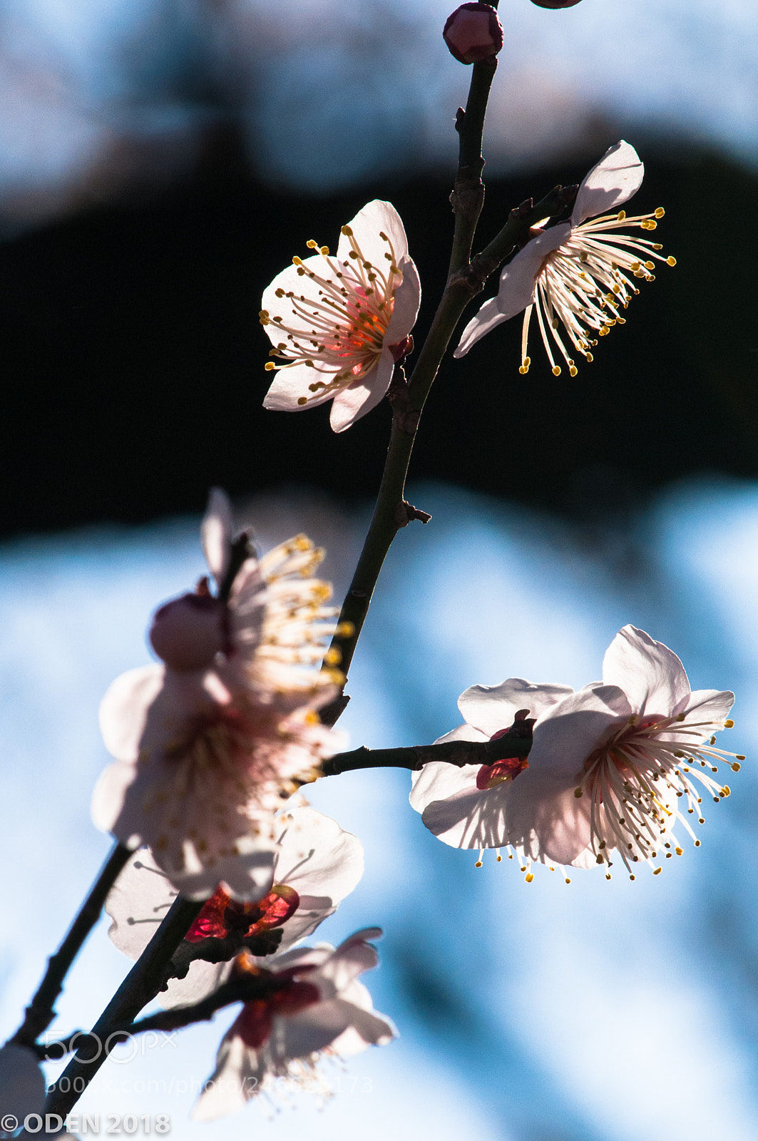 Nikon D300 sample photo. Plum blossom photography