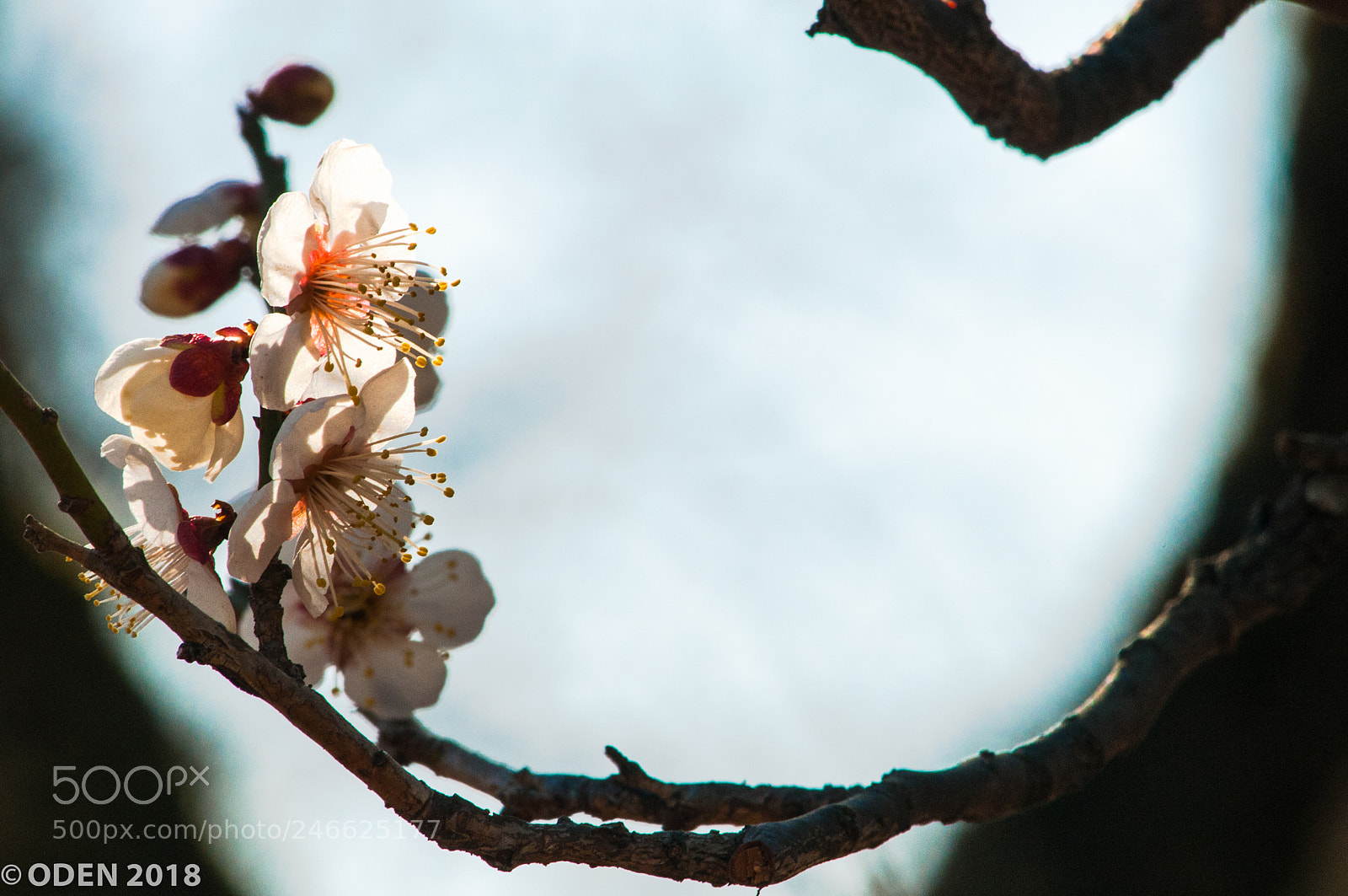 Nikon D300 sample photo. Plum blossom photography