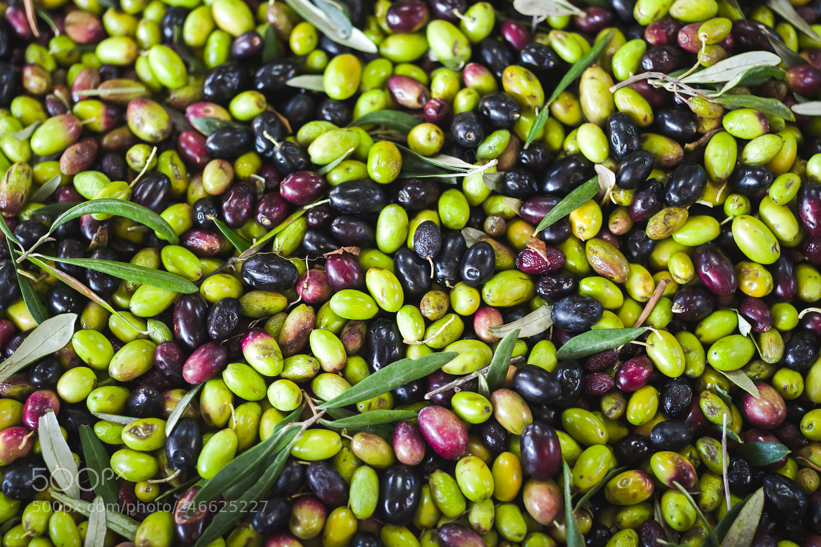 Leica SL (Typ 601) sample photo. Making of olive oil photography
