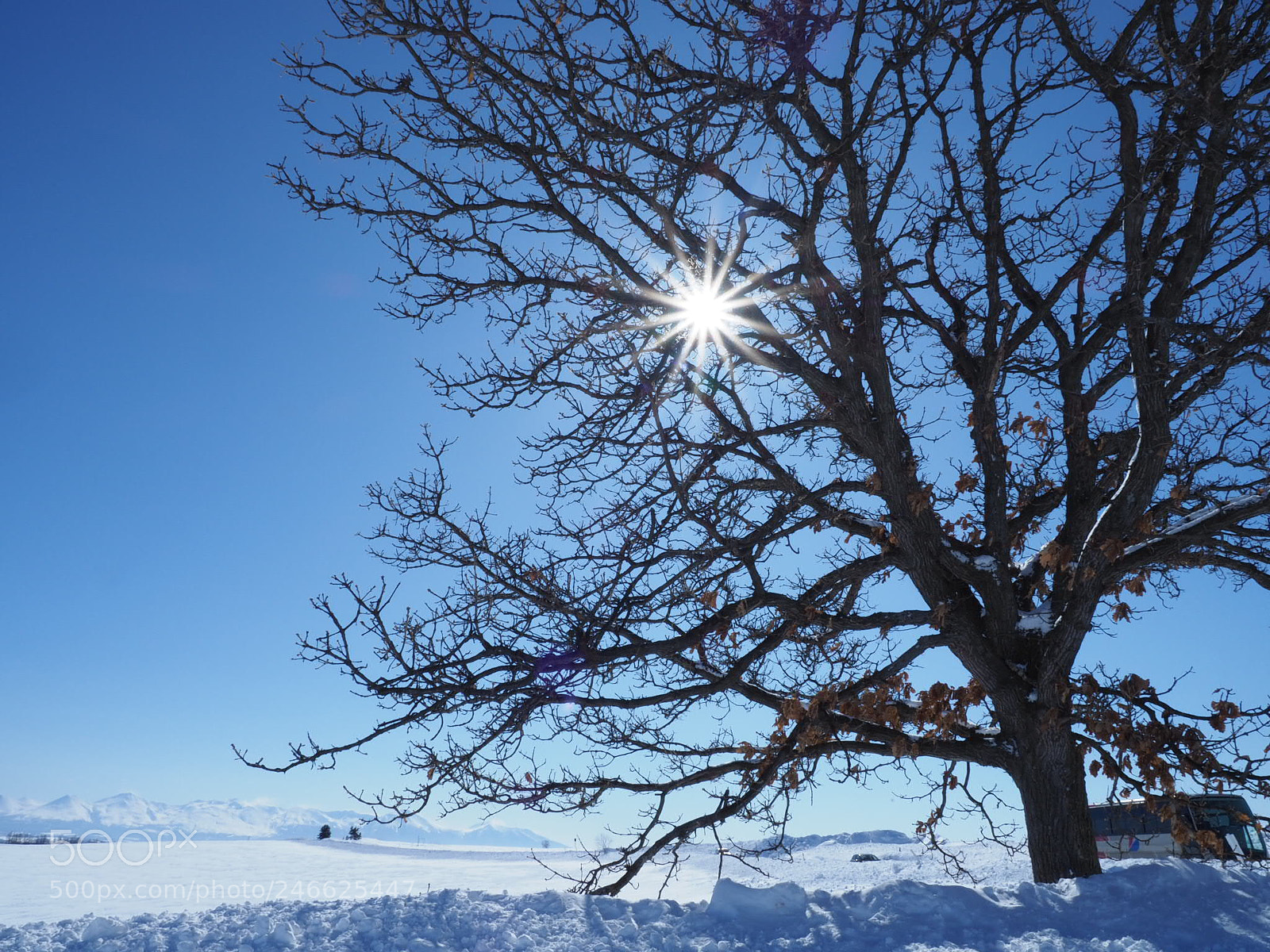 Olympus OM-D E-M1 Mark II sample photo. Sevenstars tree photography