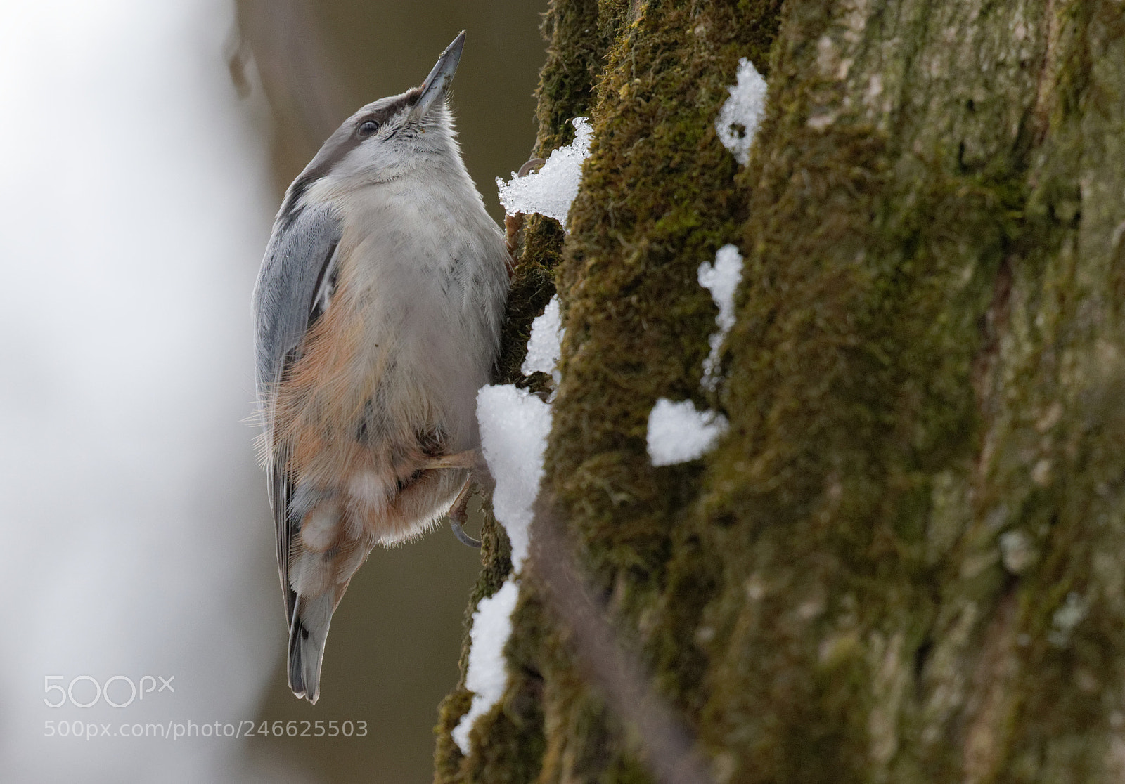 Canon EOS 7D Mark II sample photo. Eurasian nuthatch ukraine photography