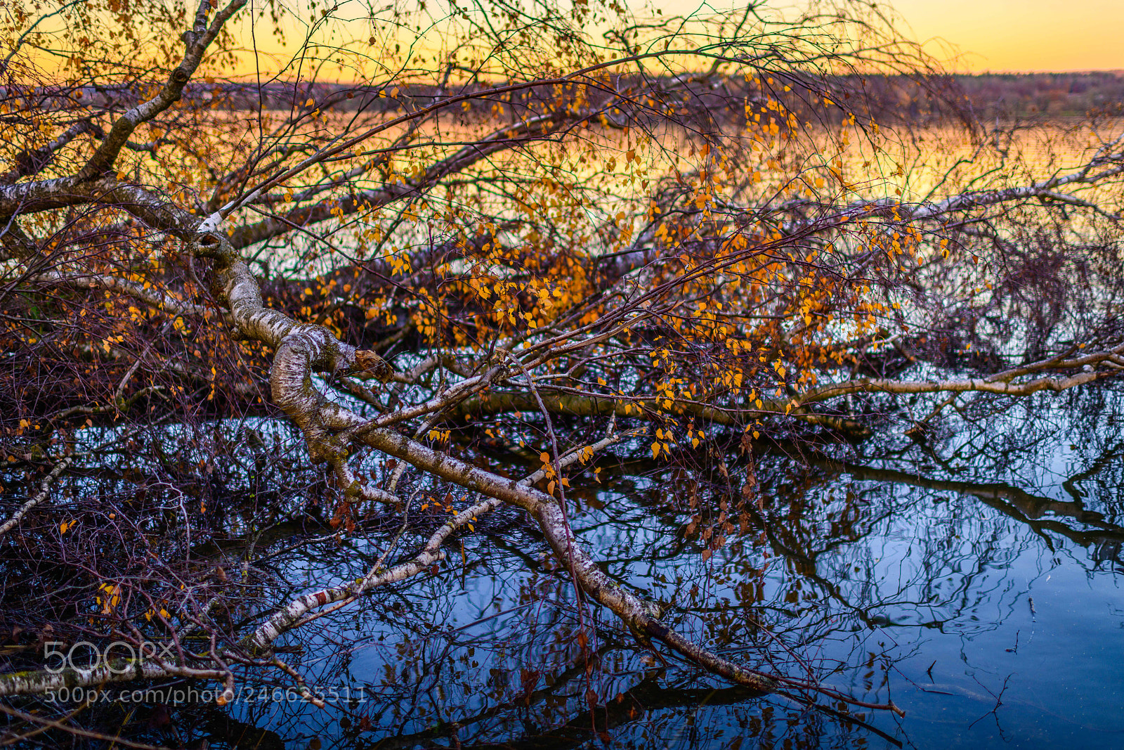 Nikon D850 sample photo. Greifensee lake in switzerland photography
