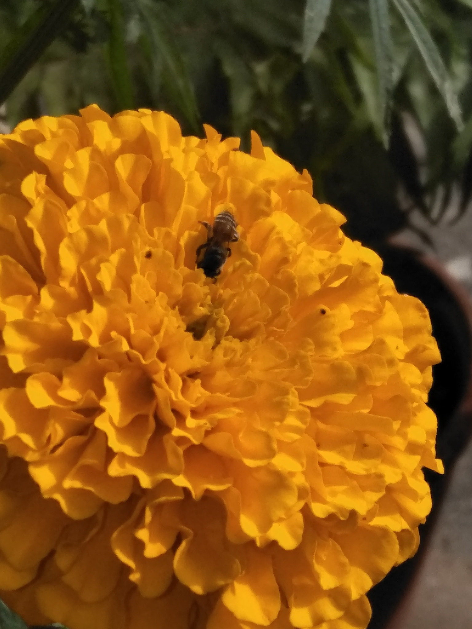 OPPO CPH1701 sample photo. Busy bee photography