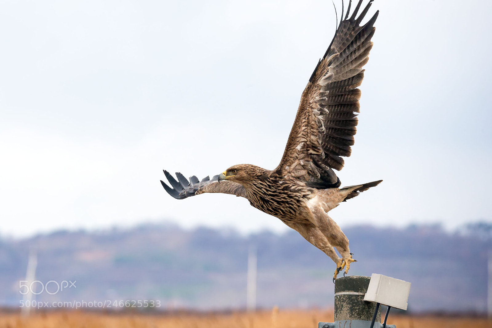 Canon EOS-1D X sample photo. Eastern imperial eagle photography