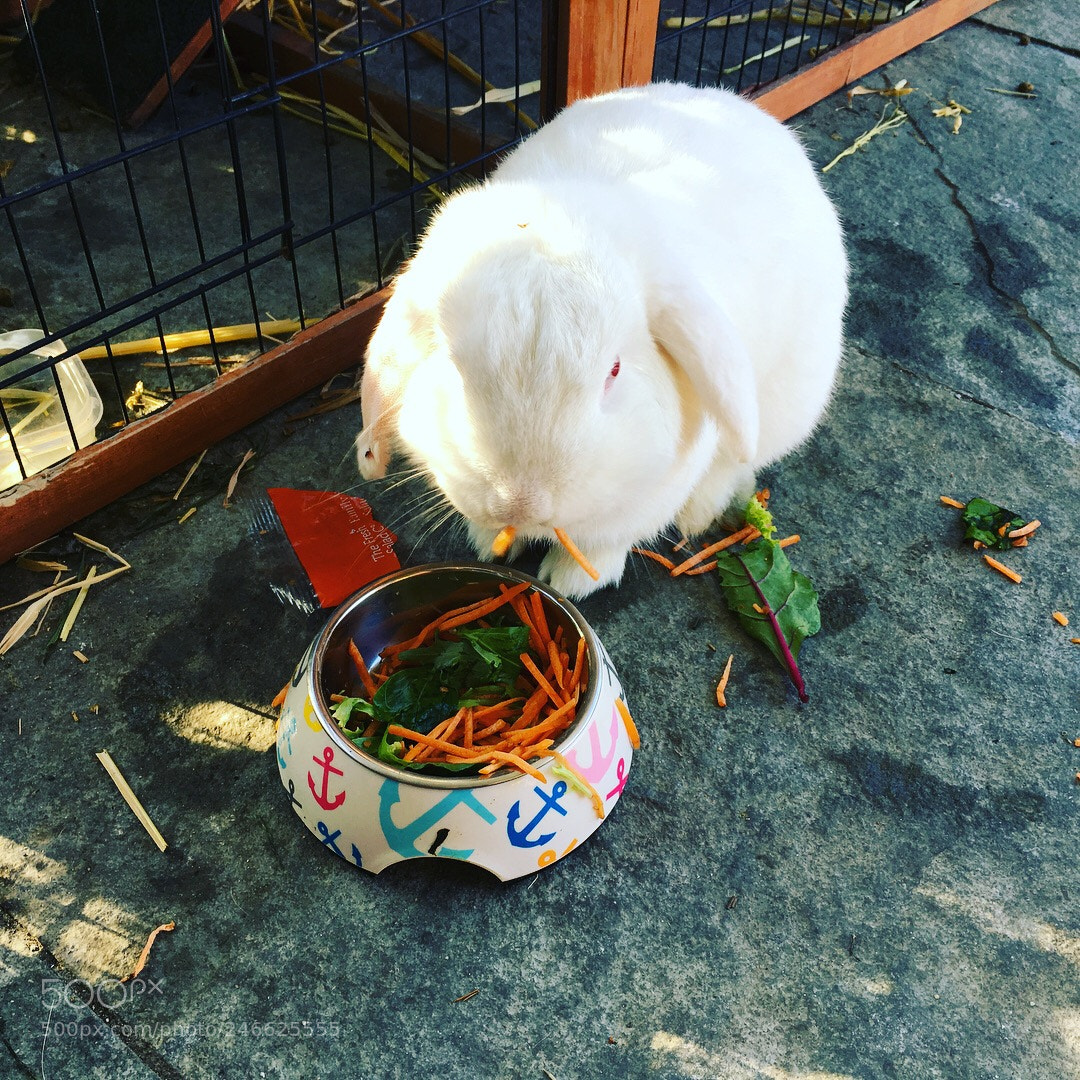 Apple iPad Pro sample photo. My rabbit when i photography
