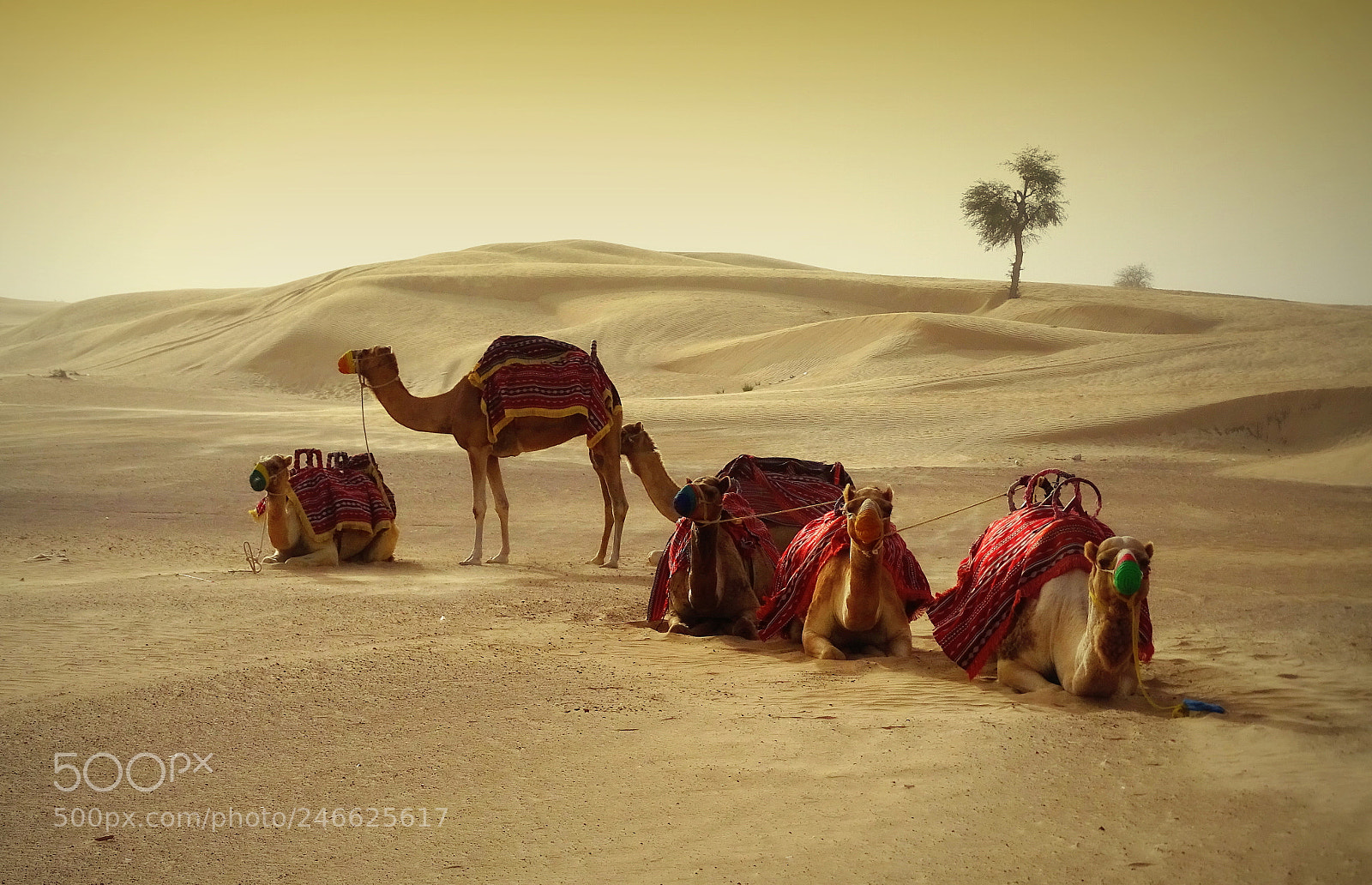 Sony Cyber-shot DSC-HX400V sample photo. Colors of the desert photography